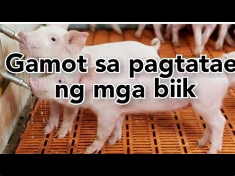 Paano gamutin ang piglet scouring o pagtatae ng mga biik!.